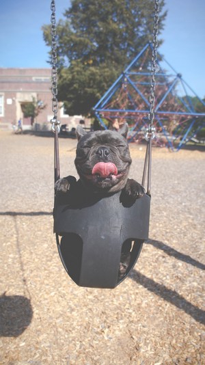 Happy puppy with tongue out sitting in toddler swing.
